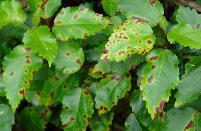 bacterial plant diseases