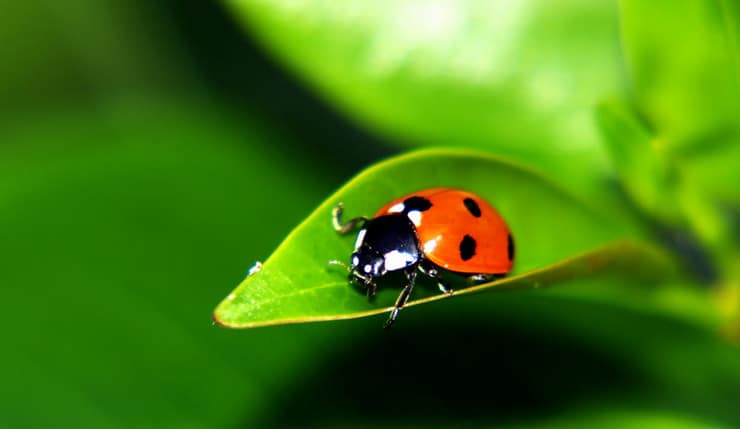 ladybird on a leaf in a garden