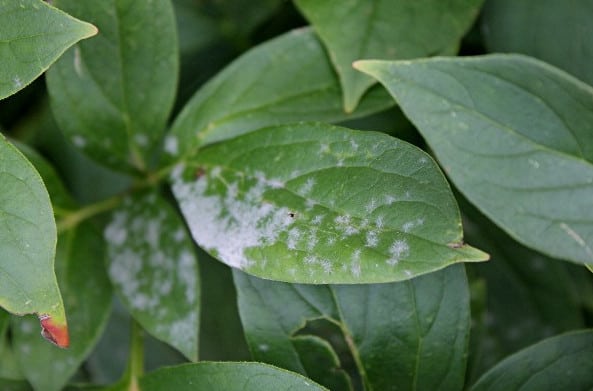 powdery mildew fungal disease