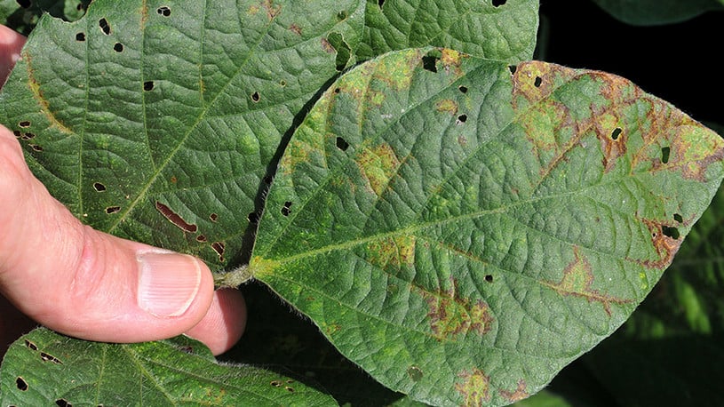 soybean plant virus