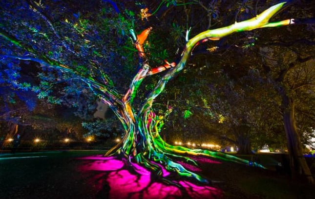 Royal Botanic Garden in Sydney During Vivid Festival