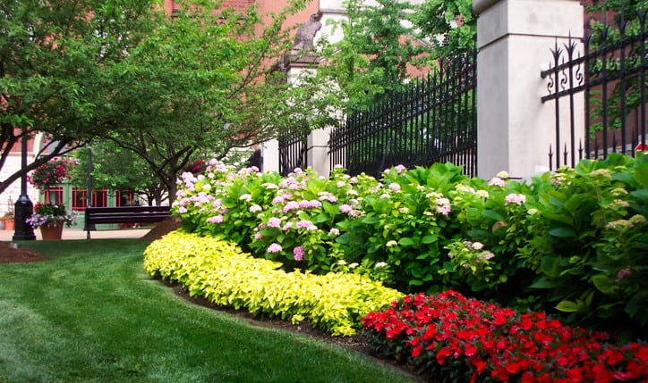 commercial landscaping in Pyrmont, Sydney