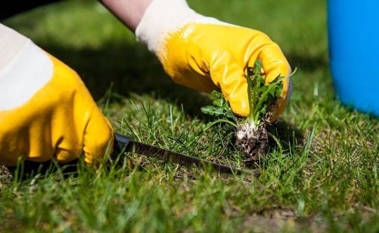 gardener carefully removing weeds