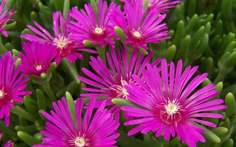 Ice Plant or Delosperma