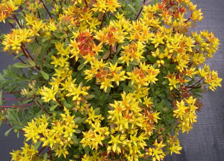 Sedum Floriferum ‘Weihenstephaner Gold'