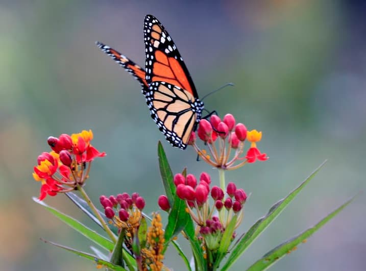 butterfly in a garden