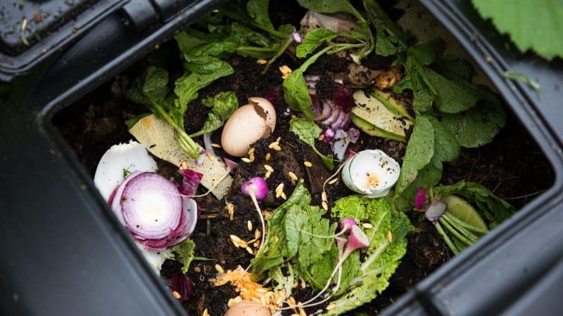 compost in a container