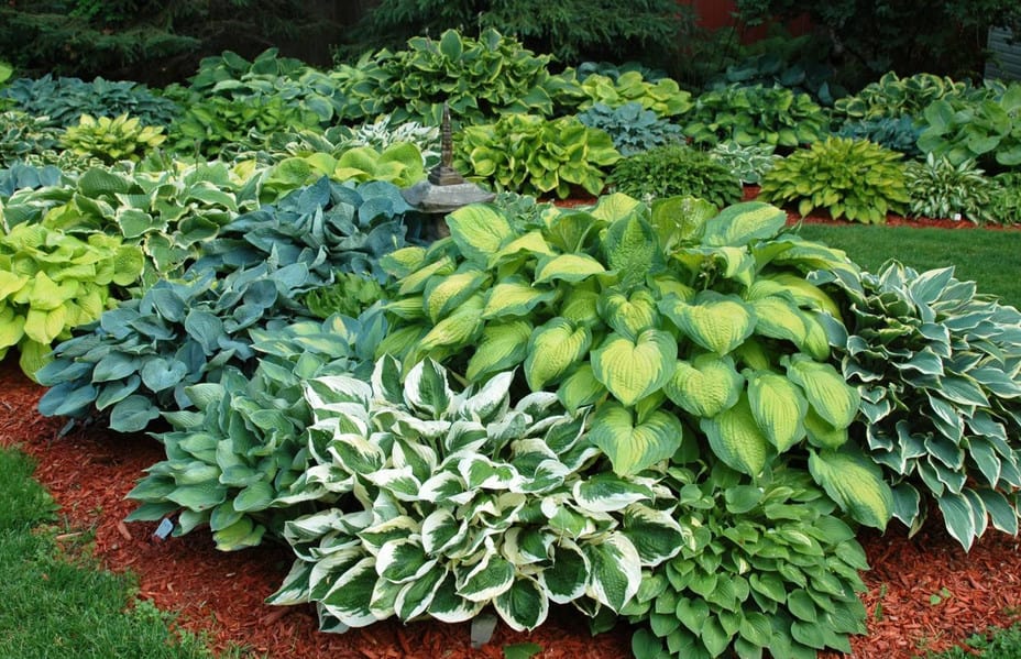 Growing Hostas The Simplest Way Hosta Plant Care Varieties