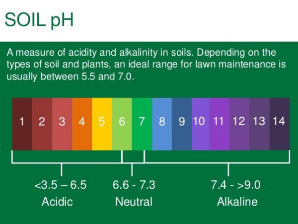 How to Change the pH Level of Soil?