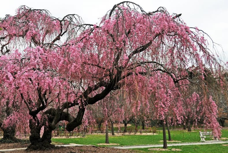 Planting A Weeping Cherry Tree Landscaping Ideas With Trees Shrubs