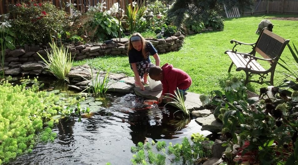 kids keeping backyard koi pond clean