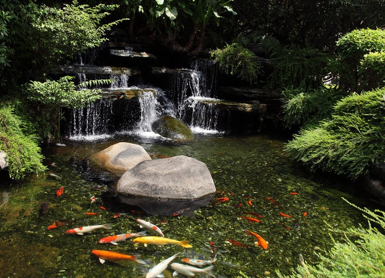 koi pond fish