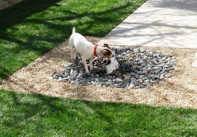 Pet Friendly Garden Design Ideas