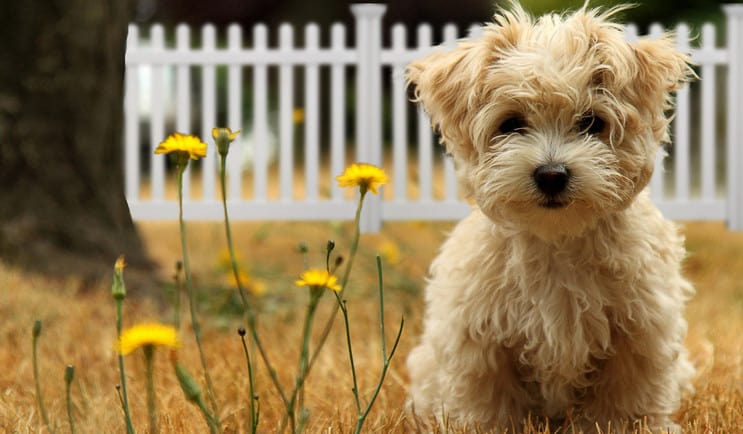 dog friendly yard surfaces