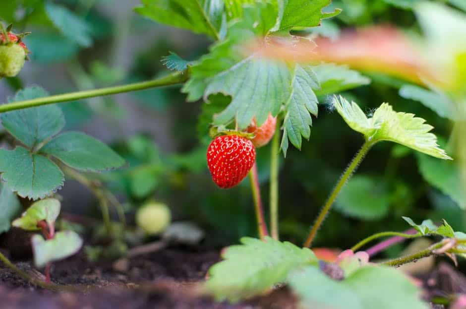 beautiful strawberry plant