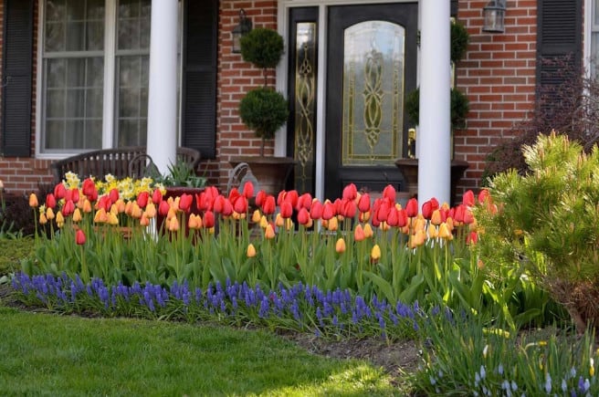 landscaping with tulips in front yard