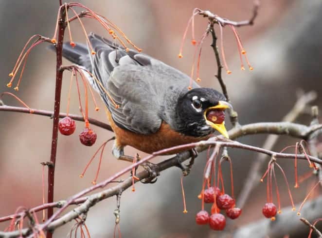 bird eating berries from a shrub during winter