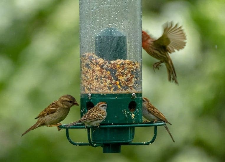 bird feeder in the backyard