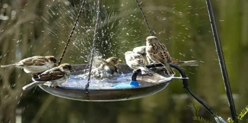 birds drinking water from a birdfeeder in a backyard