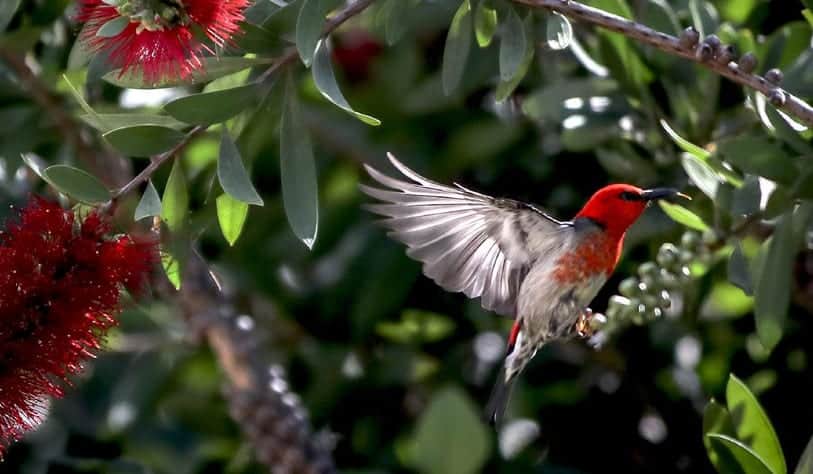 birds playing around bushes and shrubs