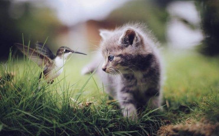 cat looking at a bird in the garden