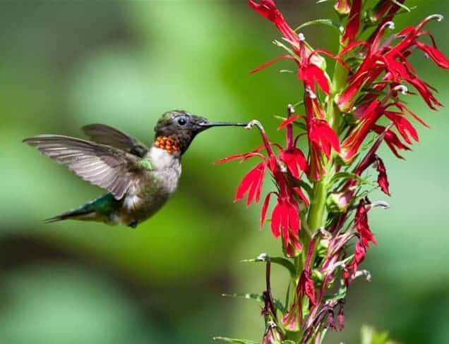 hummingbird attracted to cardinal flowers