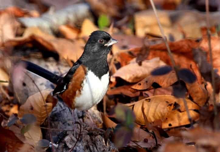 litter leaves for birds in backyard garden