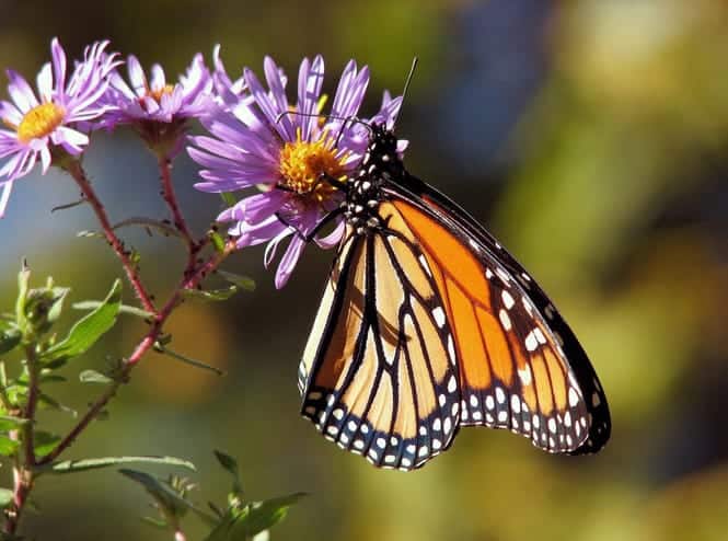 plants attracting butterflies in the backyard