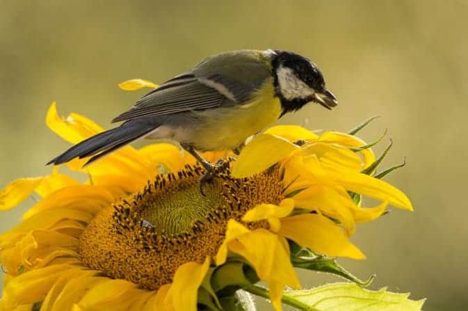 plants attracting song birds to garden