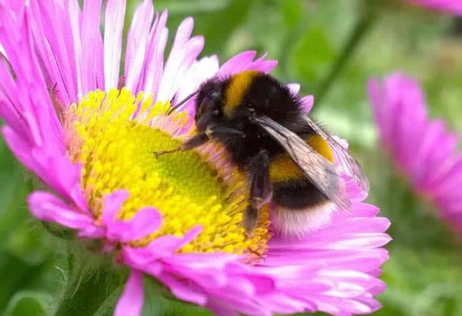 bumblebee sitting on a flower