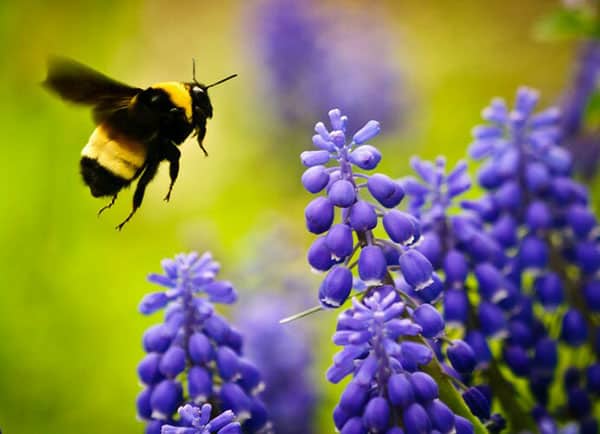 inviting bees to a garden
