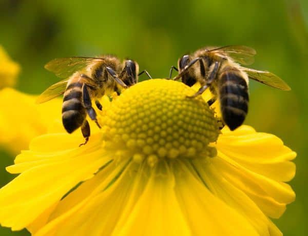 two bees on a flower in a garden