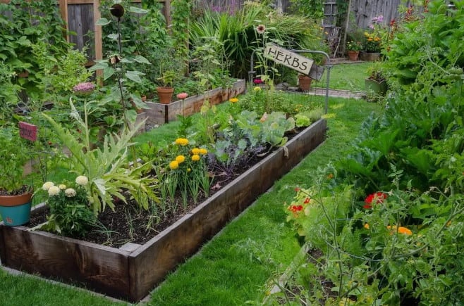 edible landscaping with herbs on a raised garden bed