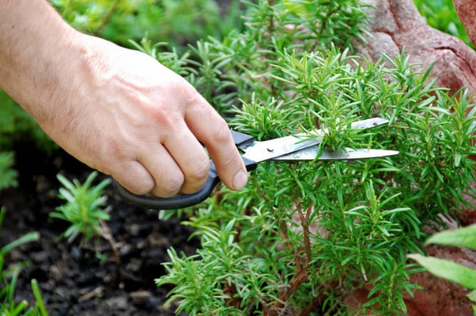 man cutting herbs from his edible garden