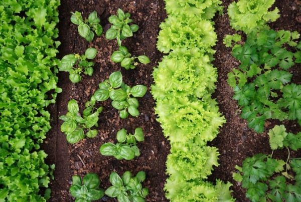 organic herbs in a garden with mulch
