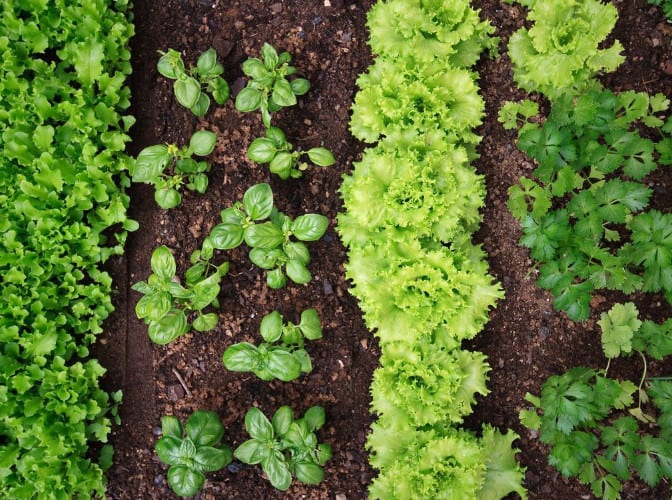 organic herbs in a garden with mulch