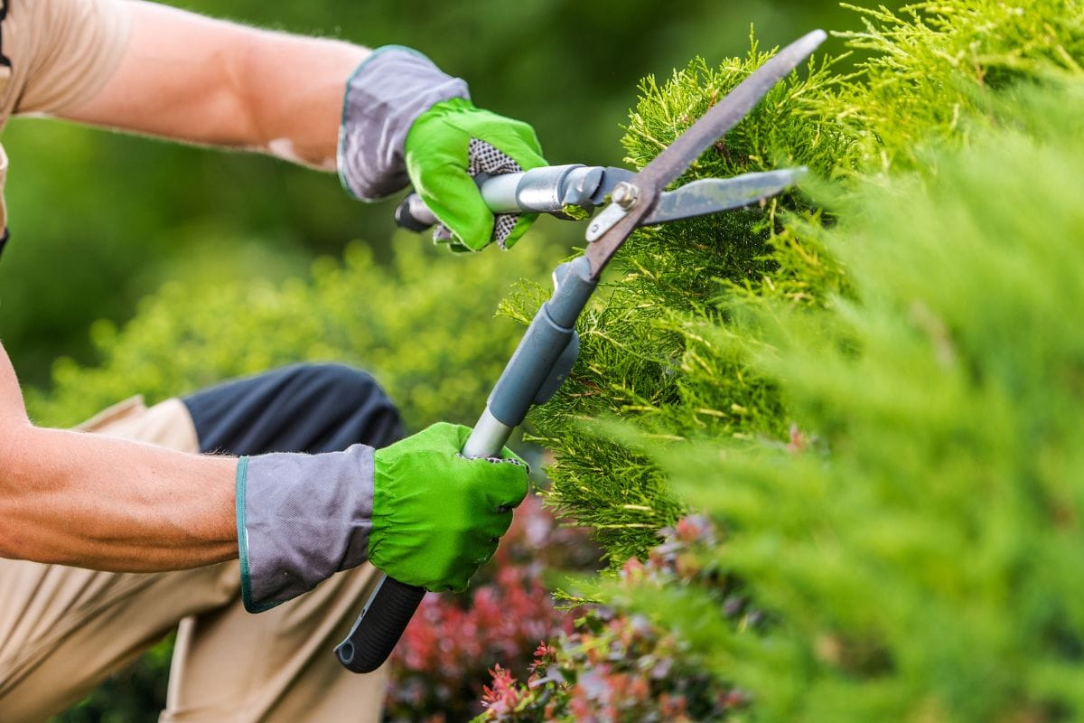 garden care and maintenance in Sydney